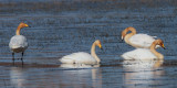 Whooper Swan, Crom Mhin Bay-Loch Lomond NNR, Clyde