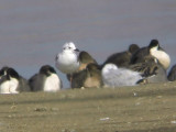 Saunders Gull, Hitotsugawa Estuary, Kyushu, Japan