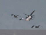 Siberian Crane, Izumi, Kyushu, Japan