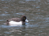 Tufted Duck, Karuizawa, Honshu, Japan