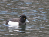 Tufted Duck, Karuizawa, Honshu, Japan