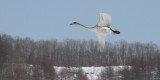 Whooper Swan, Akan Crane Centre, Hokkaido, Japan