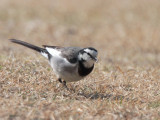 White Wagtail, Lake Miike, Kyushu, Japan