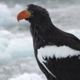 Steller's Sea Eagle