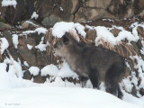 Japanese Serow, Jogokudani Monkey Park, Honshu, Japan