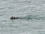 Sea Otter, near Nemuro, Hokkaido, Japan