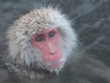 Japan - Snow Monkeys
