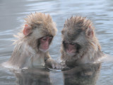 Japanese Macaque, Jigokudani Monkey Park, Nagano