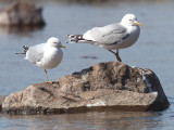 Common Gull, Milarrochy Bay-Loch Lomond, Clyde