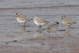 Common Ringed Plovers and a Dunlin, Endrick Mouth-Loch Lomond NNR, Clyde