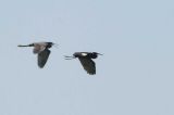 Dimorphic Egret, Nosy Ve, Madagascar