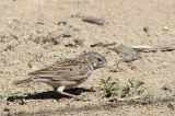 Madagascar Lark, near Ifaty, Madagascar