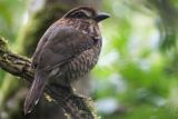 Short-legged Ground-Roller, Mantadia NP, Madagascar