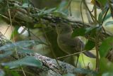 Madagascar Brush-Warbler, near Antananarivo, Madagascar