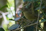 Madagascar Brush-Warbler, near Antananarivo, Madagascar