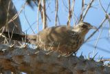 Sub-desert Mesite, Parc Mosa-Ifaty, Madagascar