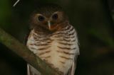 White-browed Owl, Ranomafana NP, Madagascar
