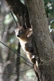 Hubbards Sportive Lemur, Zombitse NP, Madagascar