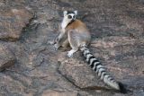 Ring-tailed Lemur, Anja Community Reserve, Madagascar