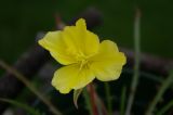 Evening Primrose