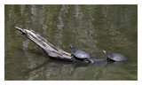 Sunning Turtles