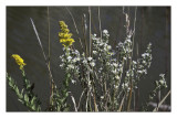 Spray of Wildflowers