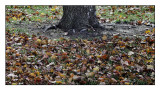 Fall...literally