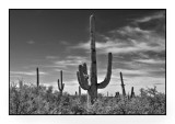 Saguaro 