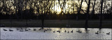Quietude in Winter.