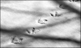 Canada Goose tracks