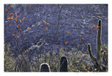 Ocotillo in bloom