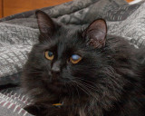 Nov 17 2012 Portraits of Chance-001-2.jpg