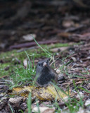 Nov 26 2012 Critters in the Yard-055.jpg