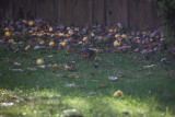 Nov 26 2012 Critters in the Yard-096-2.jpg