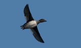 Goldeneye  2987.jpg