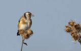 Goldfinch  1783.jpg
