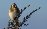 Goldfinch  0986.jpg