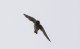 American Cliff Swallow  3816.jpg