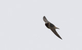 American Cliff Swallow  4971.jpg