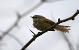 Necklaced Spinetail  8375_1.jpg
