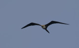 Magnificent Frigatebird  8945.jpg