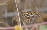 Butterfly  1745.jpg