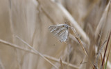 Butterfly  1790.jpg