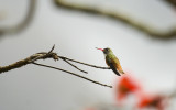 Amazilia Hummingbird  2576.jpg
