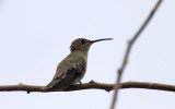 Tumbes Hummingbird  2632.jpg