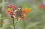 Butterfly  4402.jpg