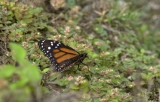 Butterfly  4439.jpg