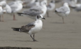 Franklins Gull  5983.jpg