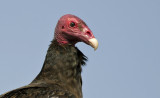 Turkey Vulture  6421.jpg