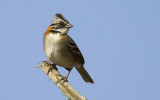 Rufous-collared Sparrow  6433.jpg